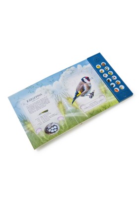 Αληθινοί ήχοι: Η χορωδία της αυγής (Με 12 ήχους πουλιών)