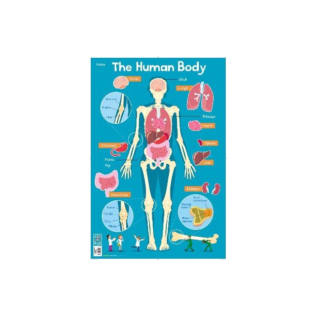 HUMAN BODY (COLLINS CHILDREN’S POSTER)