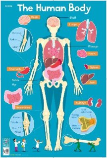 HUMAN BODY (COLLINS CHILDREN’S POSTER)
